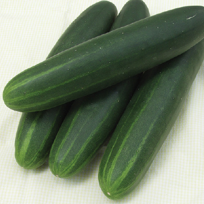 Cucumber Sonja