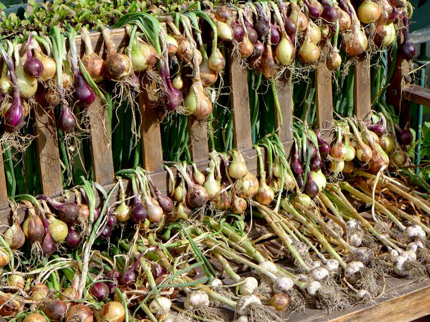 Drying Garlic and Onions
