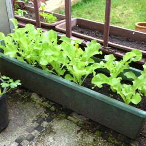 Foglia lettuce – 4 weeks