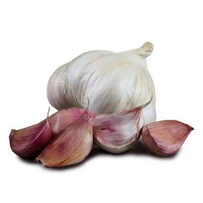 Garlic Picardy Wight