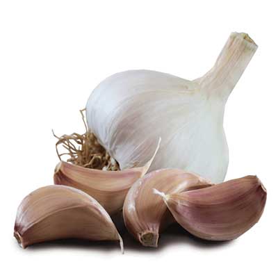 Garlic Tuscany Wight