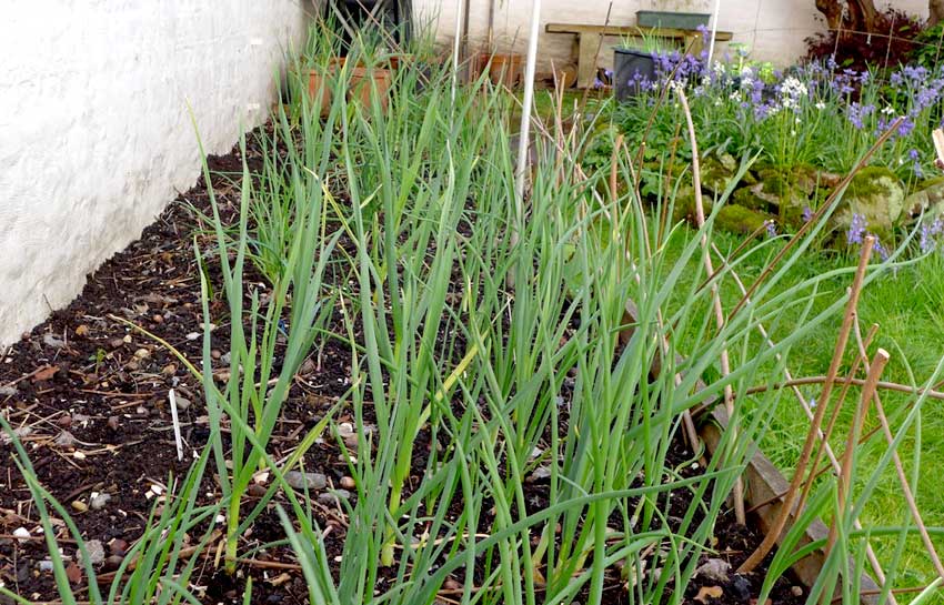 Garlic and onions in raised bed