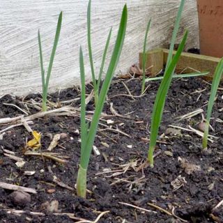 Garlic progress