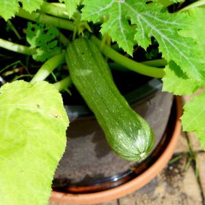 Genovese Courgette