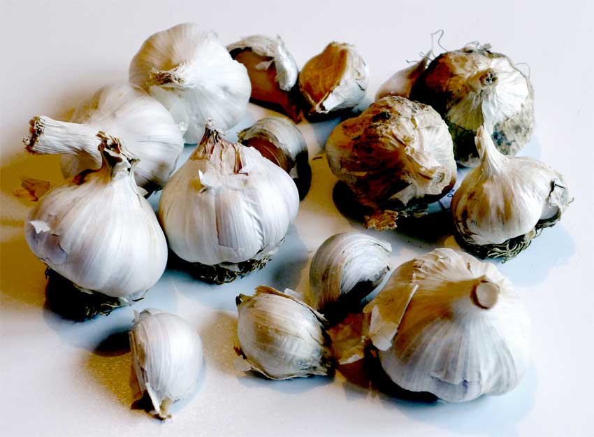 Growing garlic