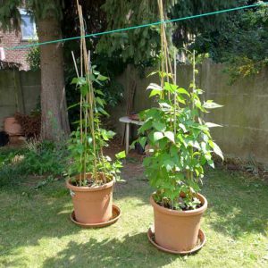 Mix of bush and climbing beans in pot