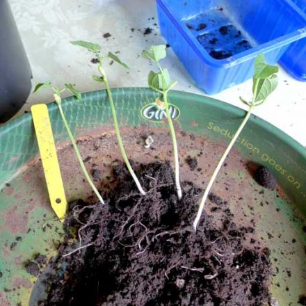 Beans in pots - Diary of a Brussels Kitchen Garden