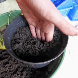 Make a small hole in soil