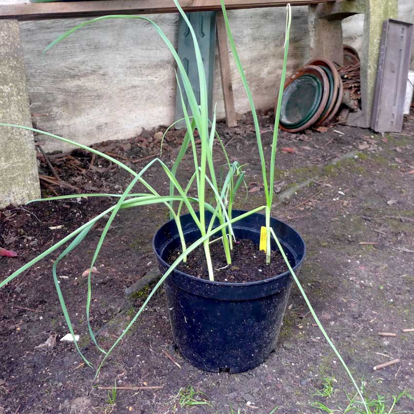 Growing leeks in pots