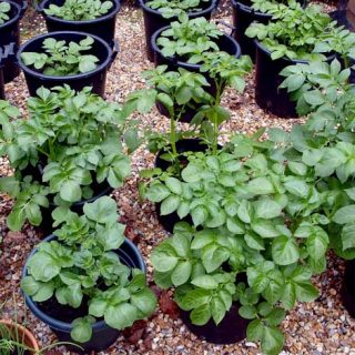 Post: Growing potatoes in containers