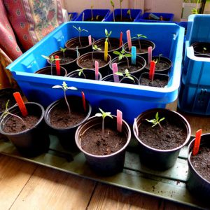 Start early from seed indoors