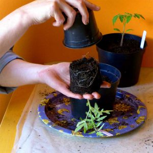 Pot up as plants grow
