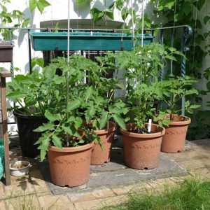 Grow on plants in larger pots