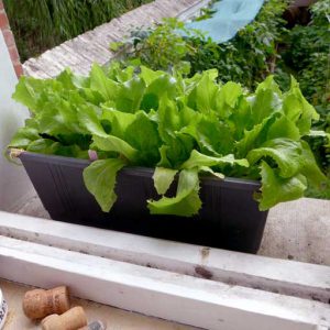 Jack Iceberg lettuce
