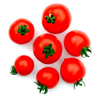 Kiss bush tomato