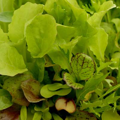 Lettuce Saladini