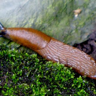 Spanish slug