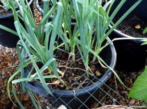 Leeks in containers