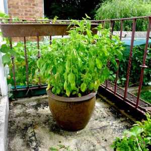 Multiple plants per pot