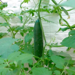 Muncher cucumber