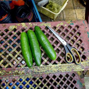 Muncher cucumber
