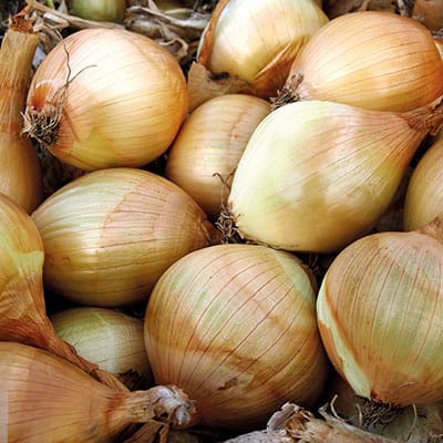 Onion (Organic) Seeds - Ailsa Craig