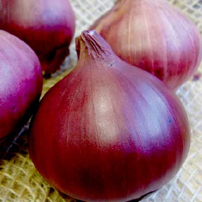 Onion Sets Red Baron