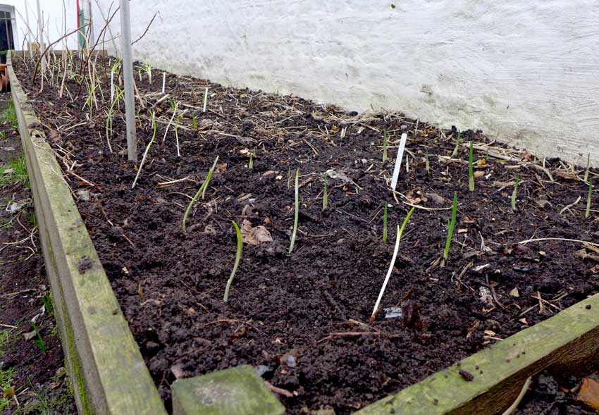 Onions in raised bed