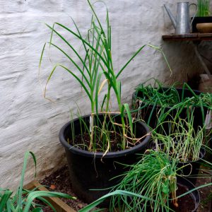 Other garlic in pots