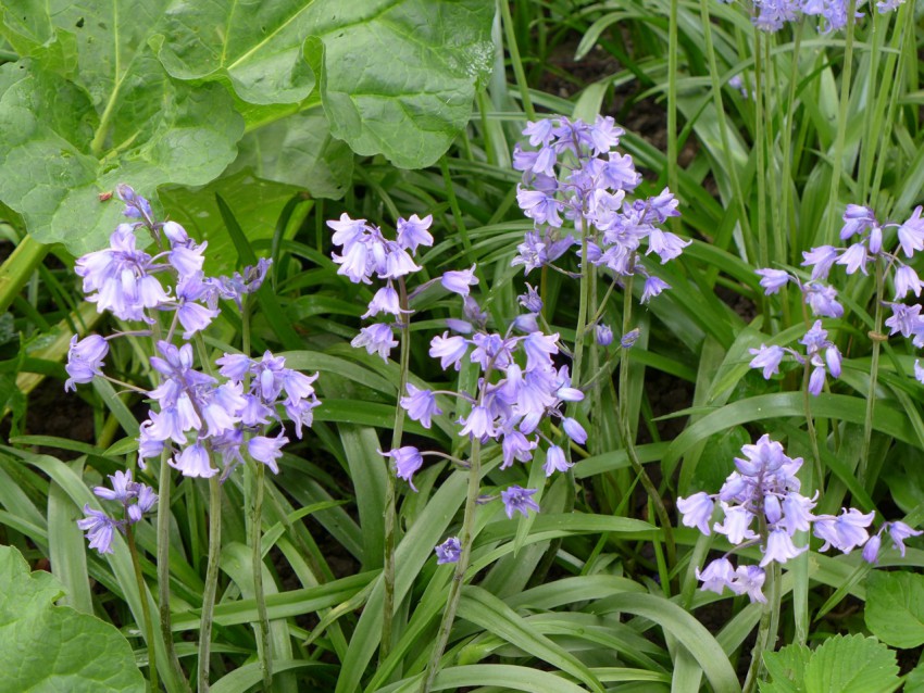 Bluebells