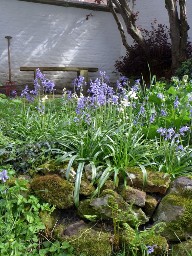 Bluebell bed
