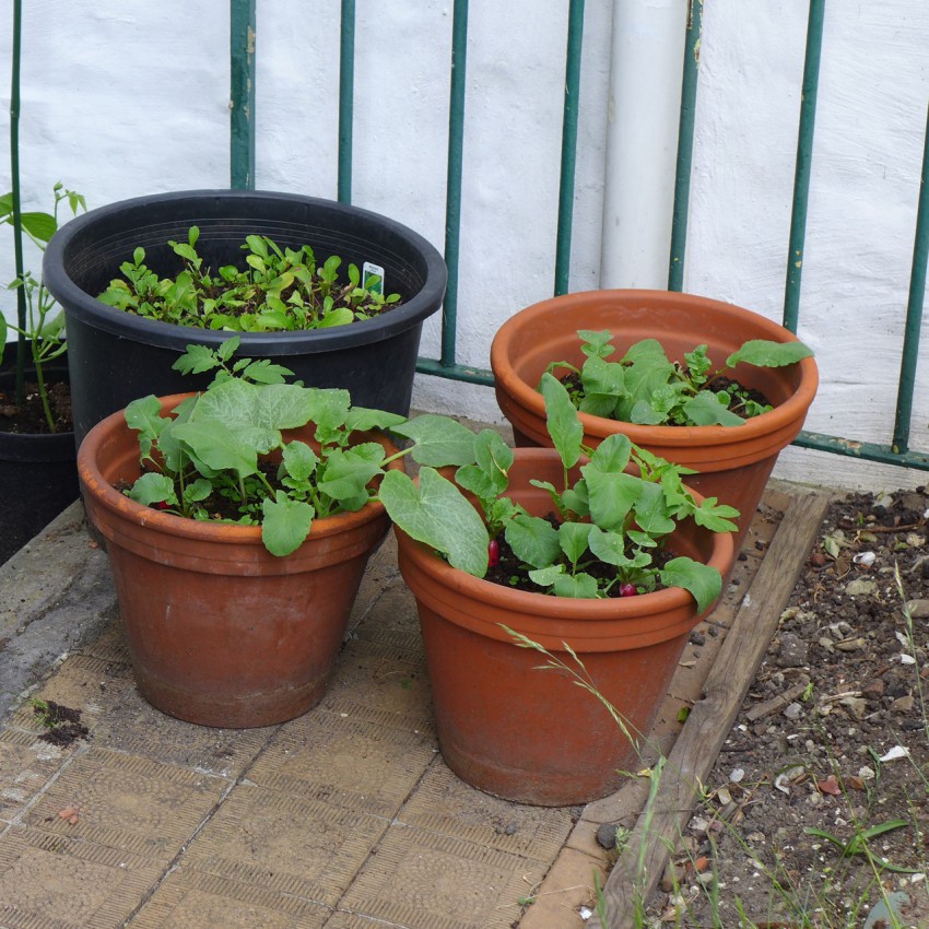 Salad in pots