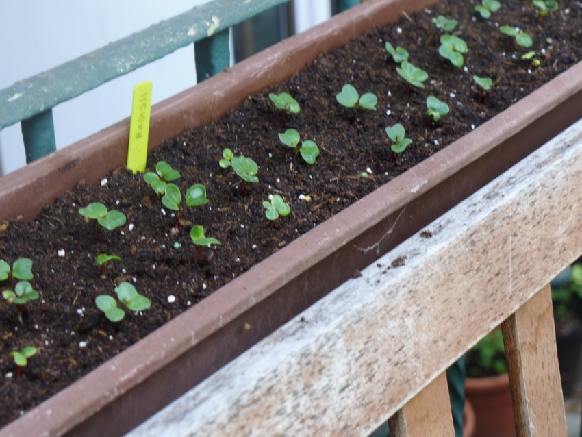 Radish in trays