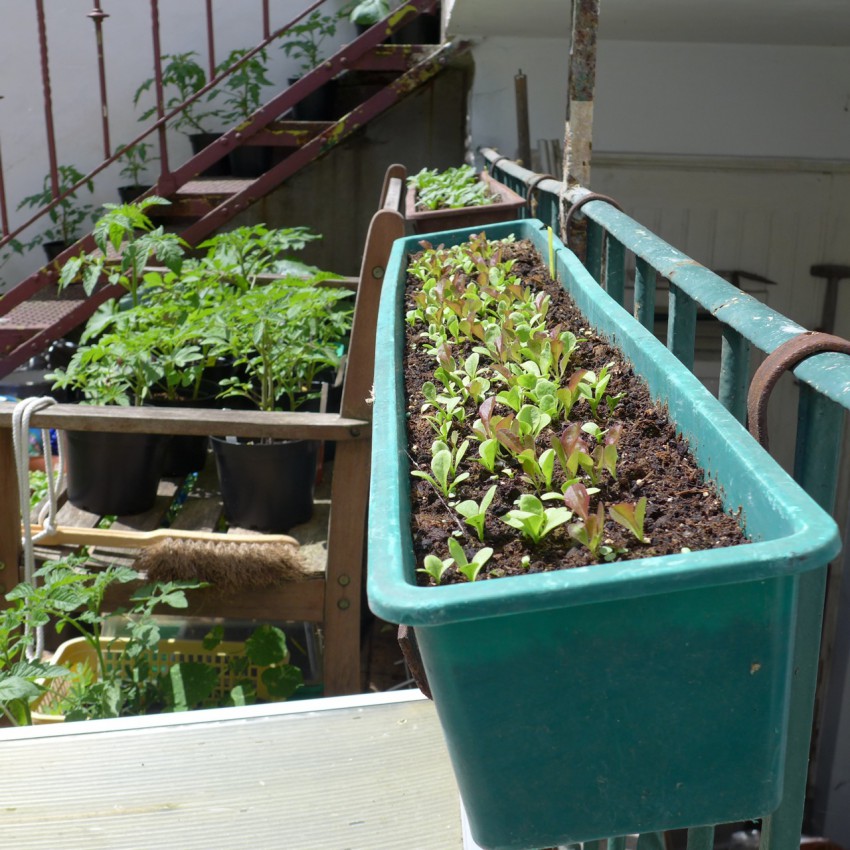 Seedlings ready for thinning out