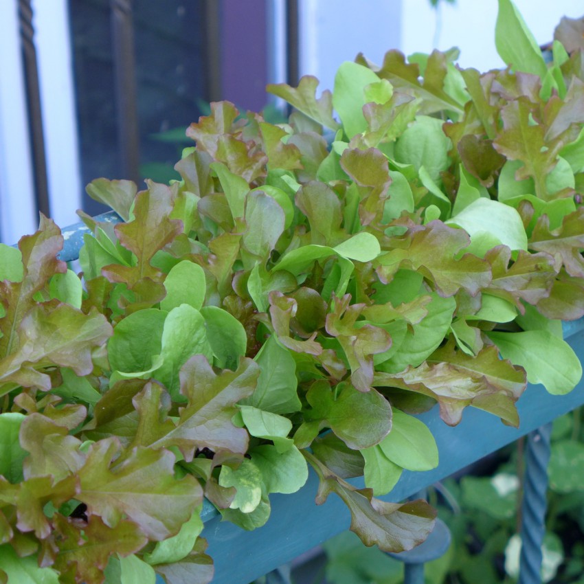 Mixed small leaves