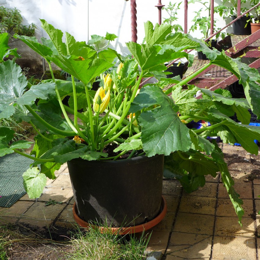 Courgettes in container