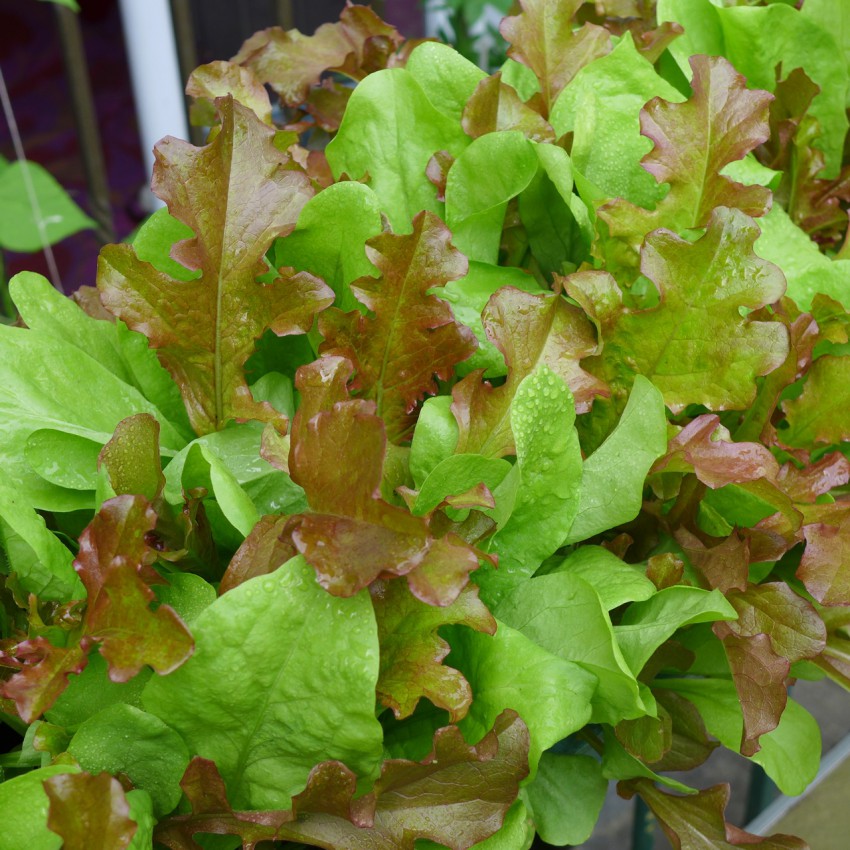 Mixed lettuce