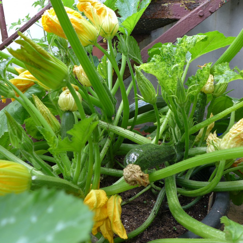 Courgettes in a large container