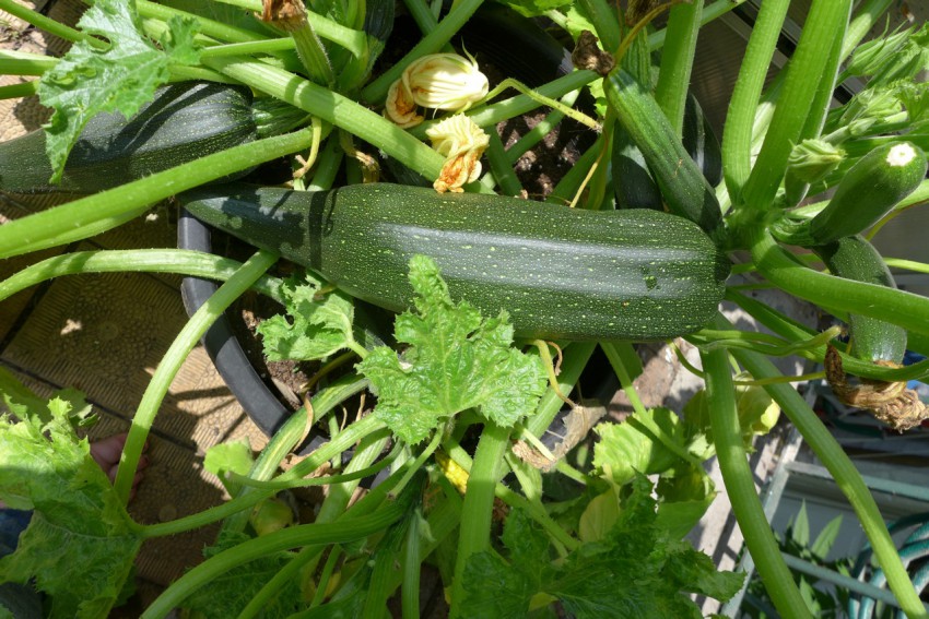 Courgette in garden