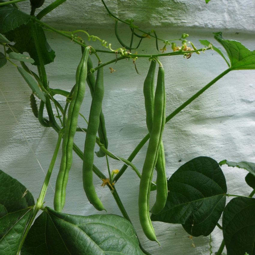 Climbing beans