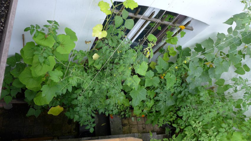 The basement garden