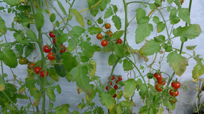 Wall tomatoes