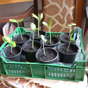 Courgette seedlings in house