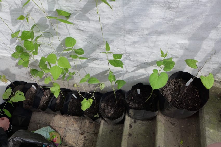 Beans are the ideal stairwell plant 