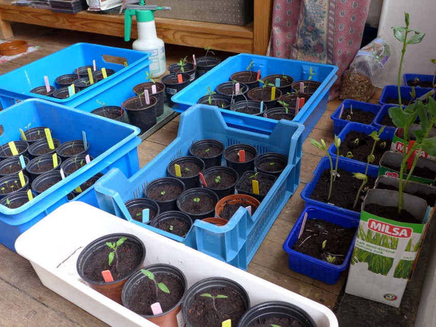 Seedlings for moving