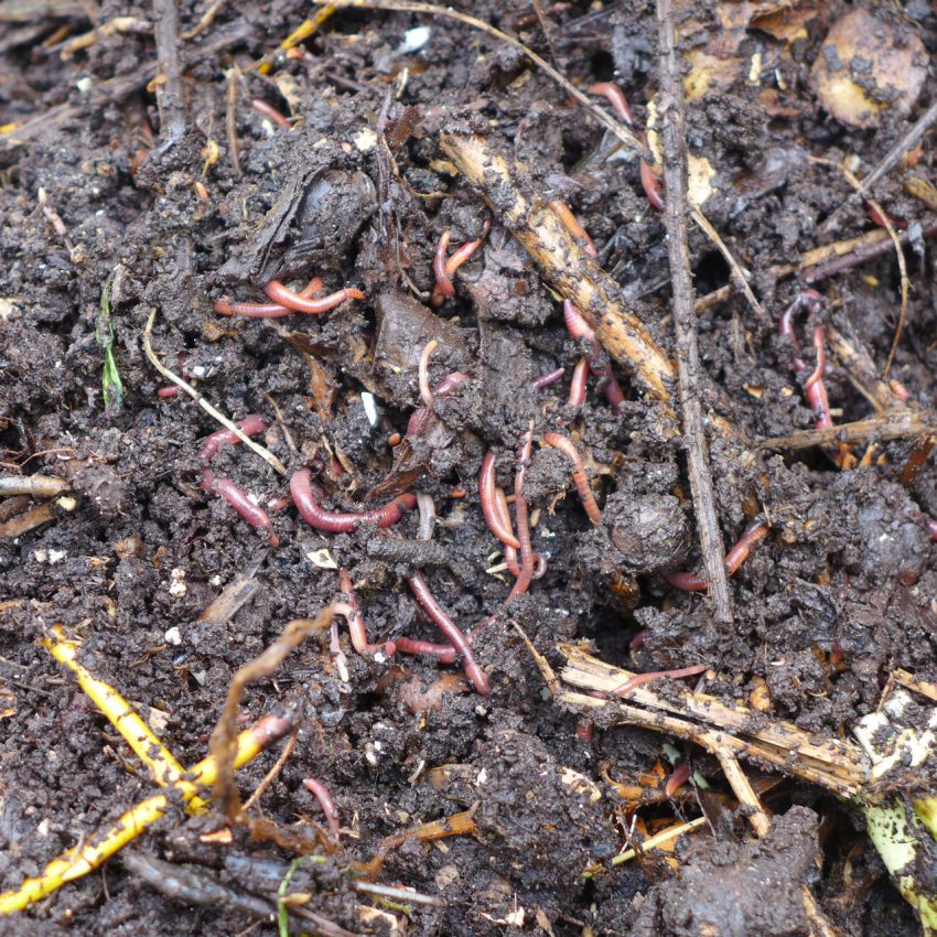 Worms making compost