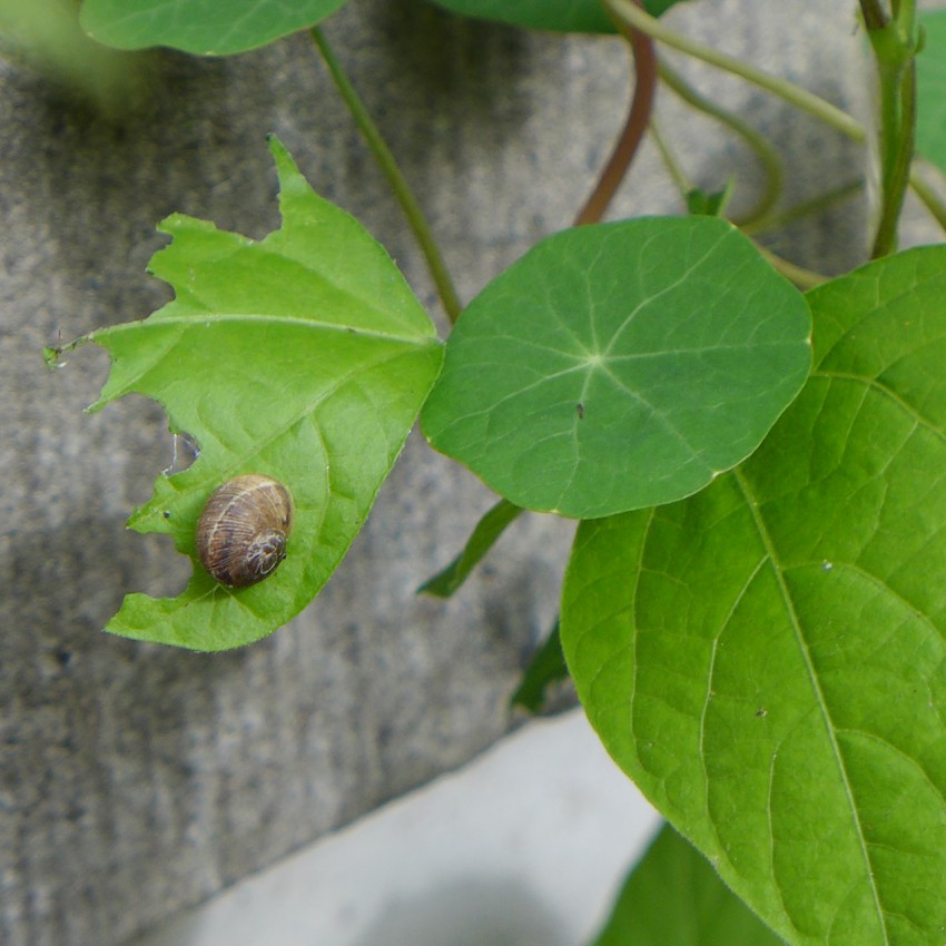 Snail and beans