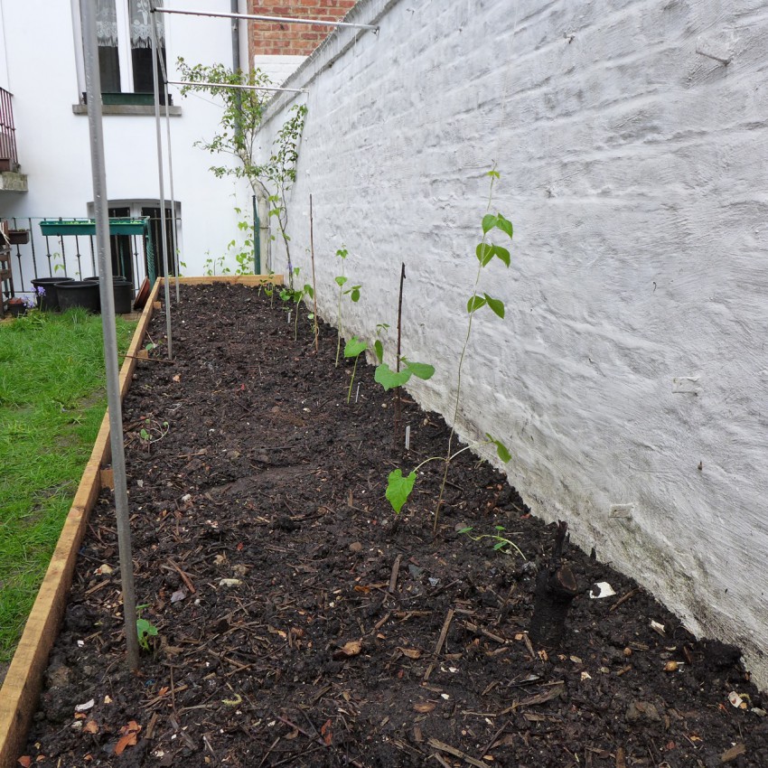 First beans in raised bed