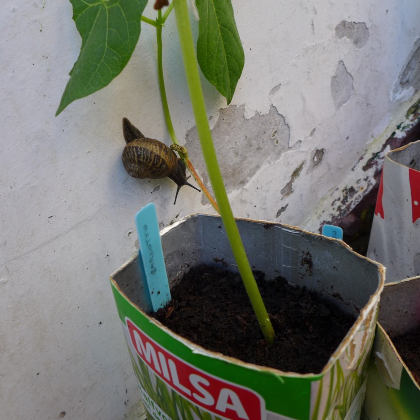 Snail inspecting beans