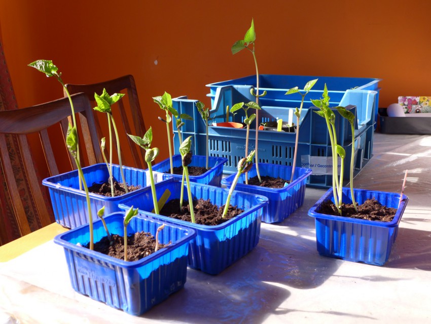 New bean seedlings